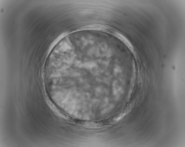 X0000081450907200701261909