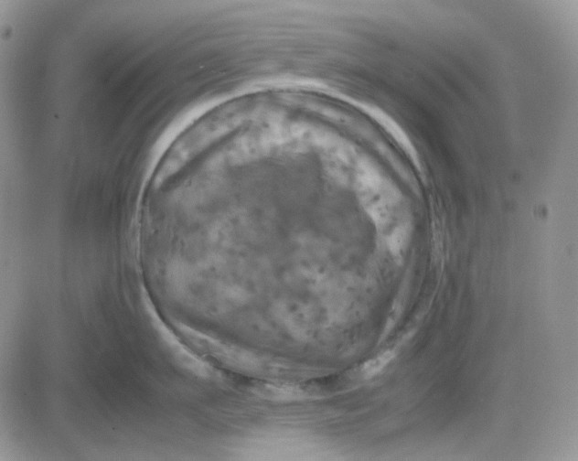 X0000081450911200701261909