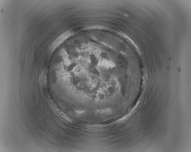 X0000081450921200701261909