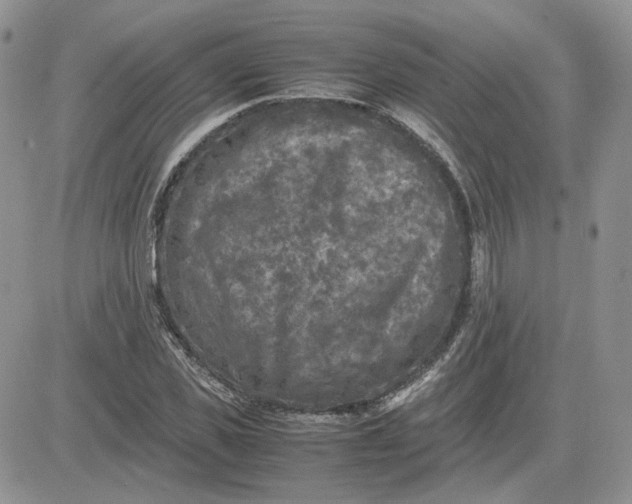 X0000081450925200701261909