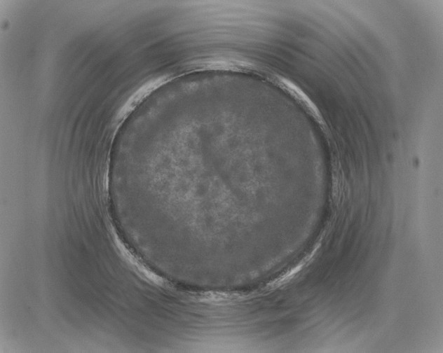 X0000081450938200701261909