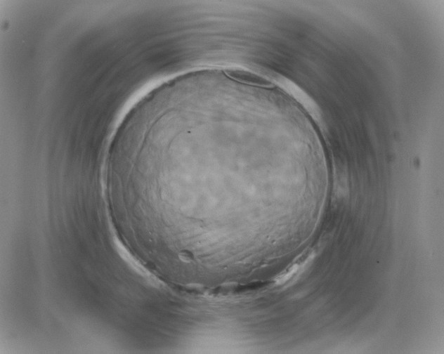 X0000081450958200701261909