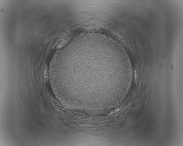 X0000081450963200701261909