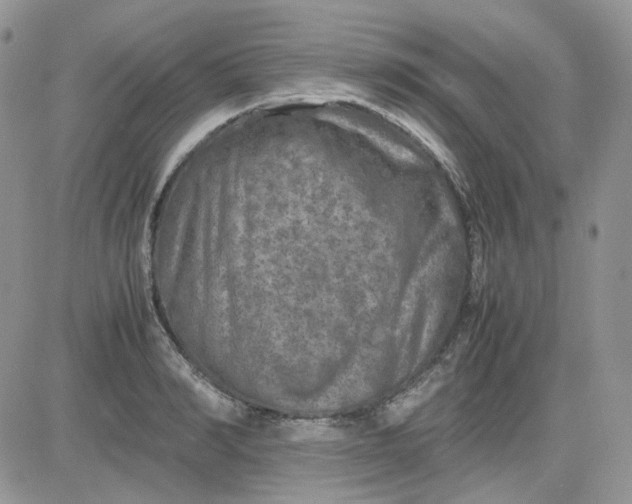 X0000081450990200701261908