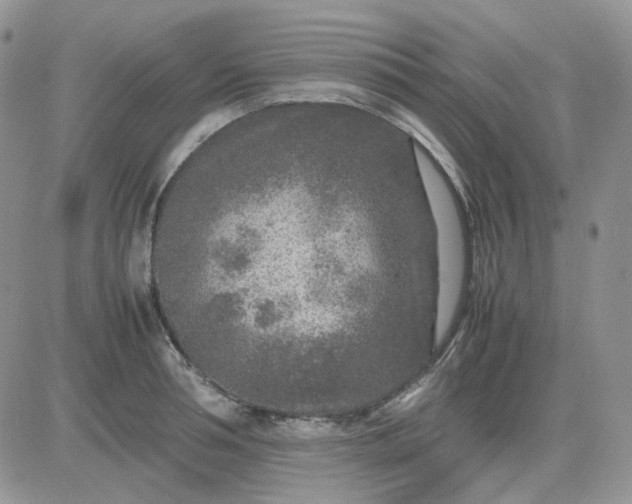 X0000081450994200701261908