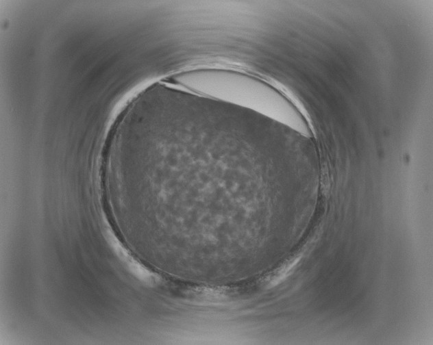 X0000081450995200701261908