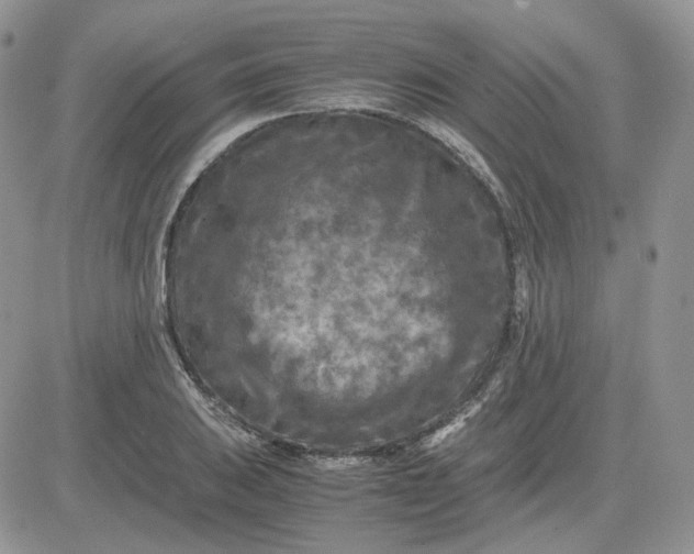 X0000081451031200701261907