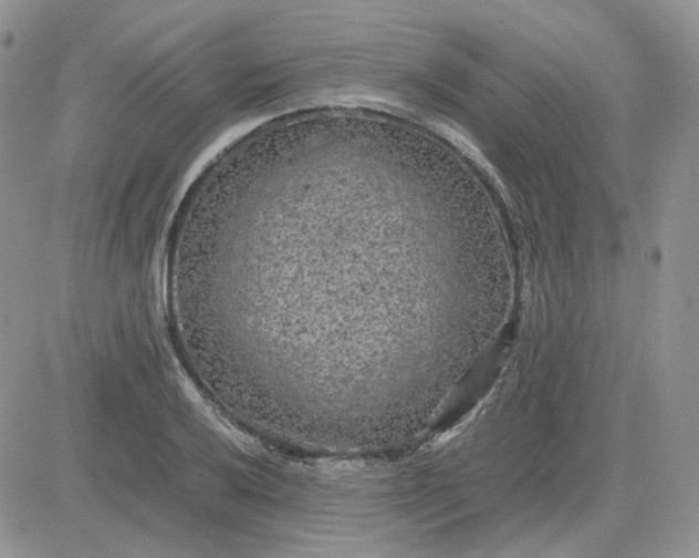 X0000081451032200701261907