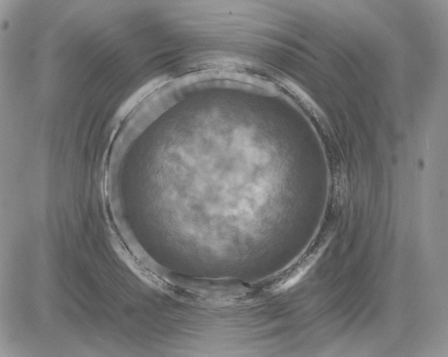 X0000081451034200701261907