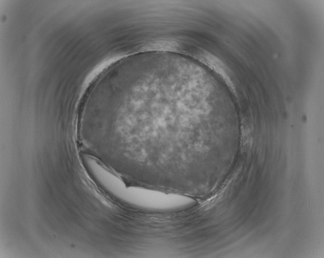 X0000081451035200701261907