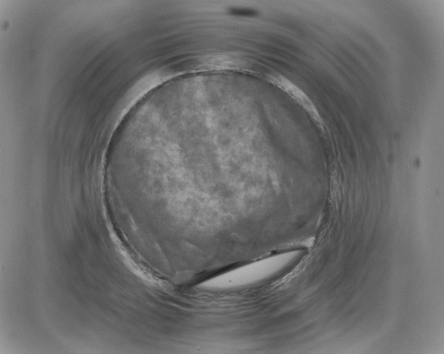 X0000081451039200701261908