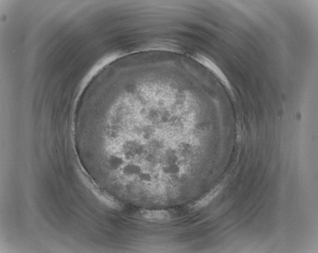 X0000081451043200701261908