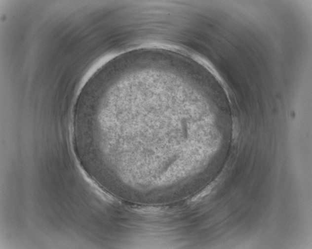 X0000081451048200701261908