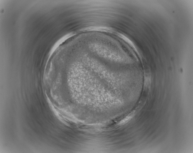 X0000081451050200701261908