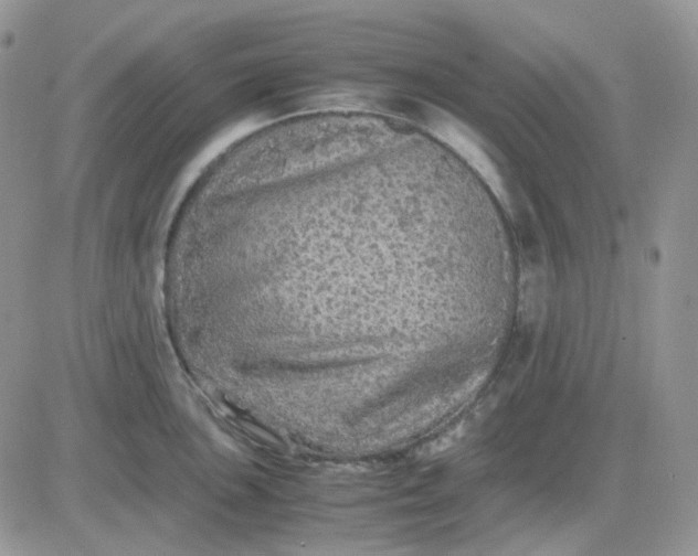 X0000081451051200701261908