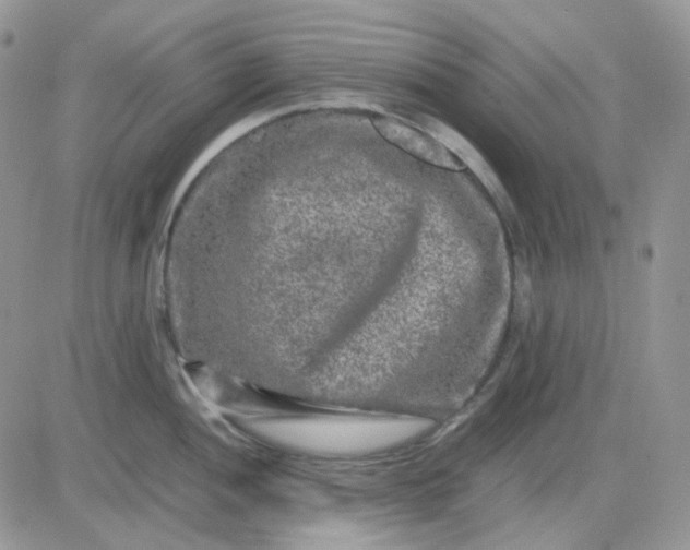 X0000081451052200701261908