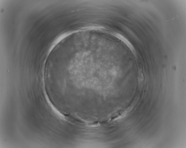 X0000081451055200701261908