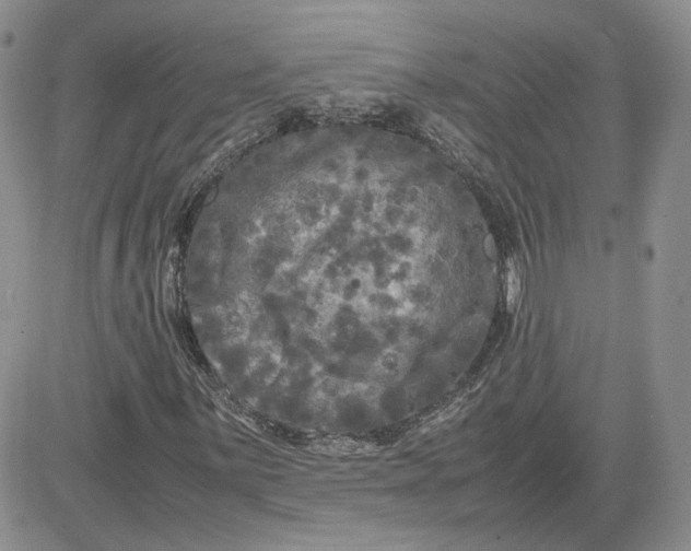 X0000081451059200701261907