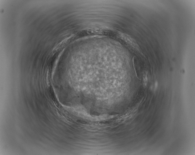 X0000081451060200701261907