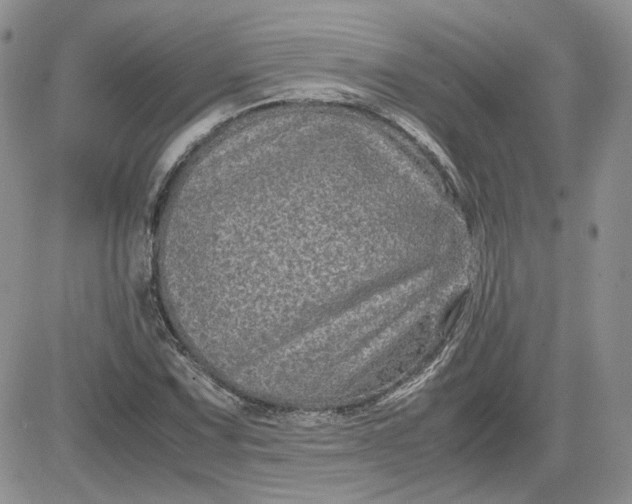 X0000081451067200701261907