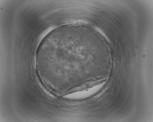 X0000081451079200701261907