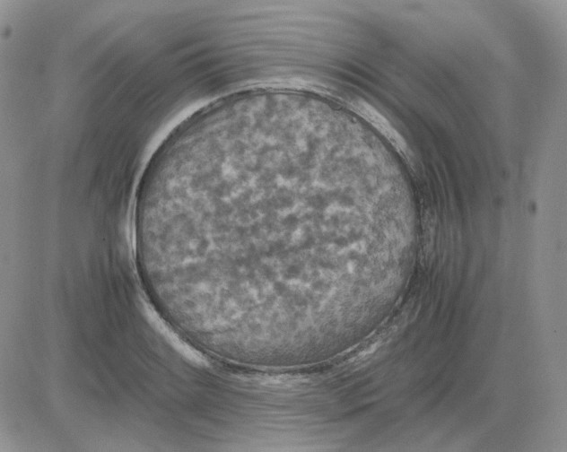 X0000081451084200701261907