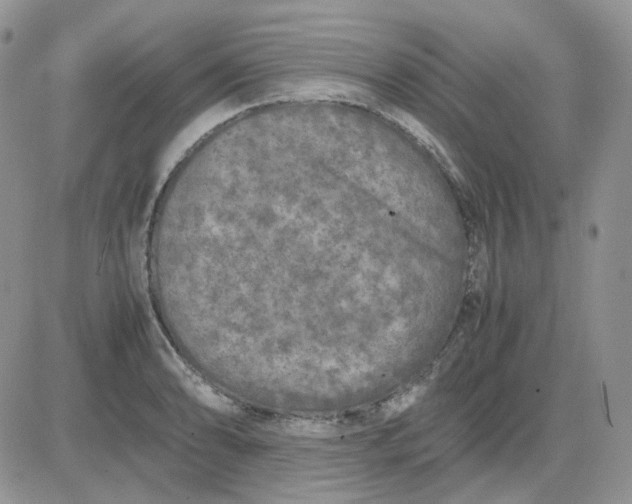 X0000081451086200701261907