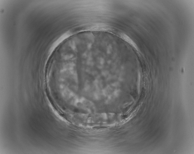 X0000081451087200701261907