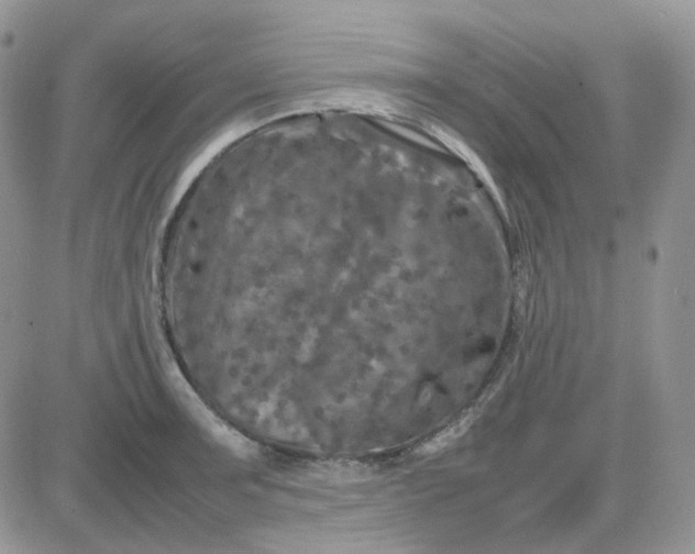 X0000081451091200701261906