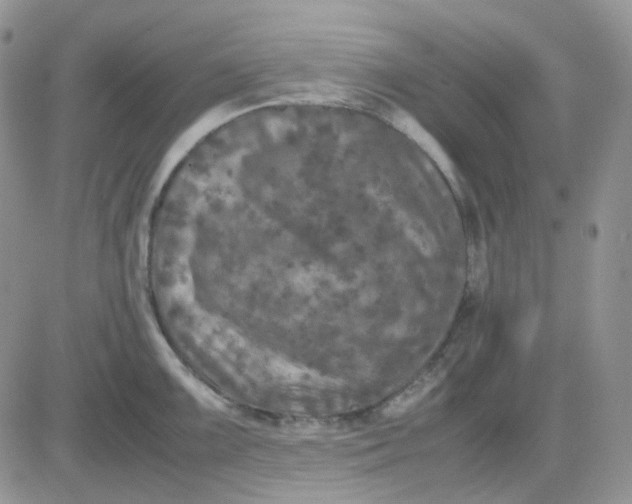 X0000081451099200701261906