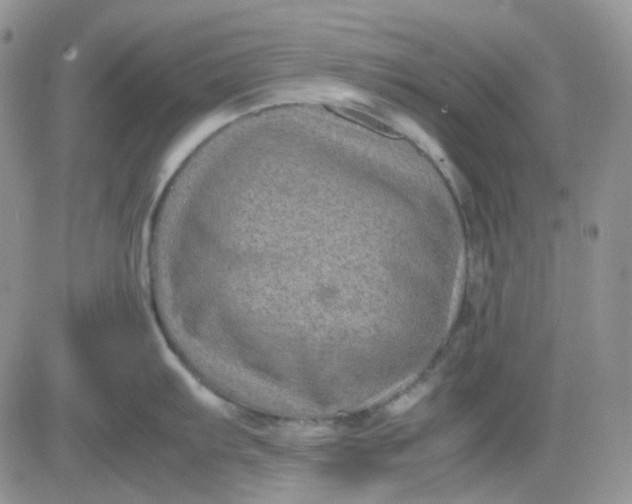 X0000081451103200701261906