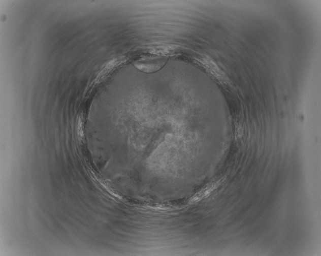 X0000081451106200701261905