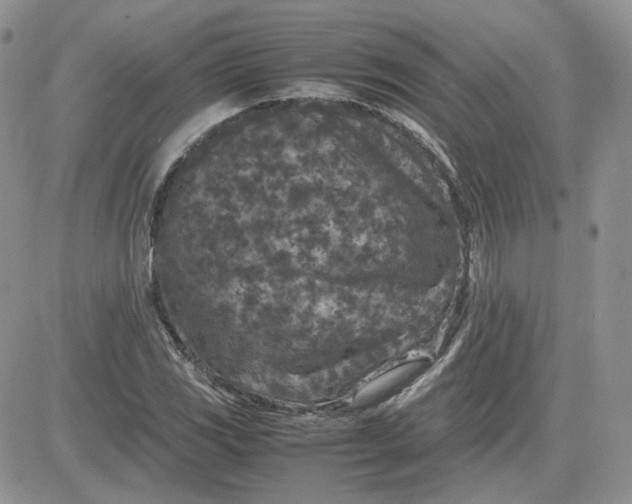 X0000081451117200701261906