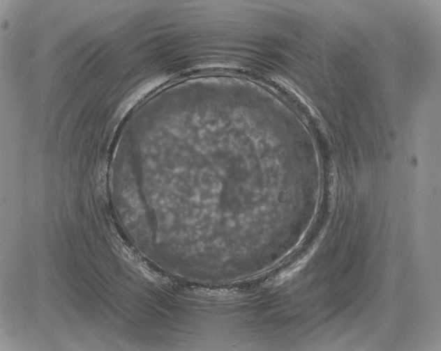 X0000081451121200701261906