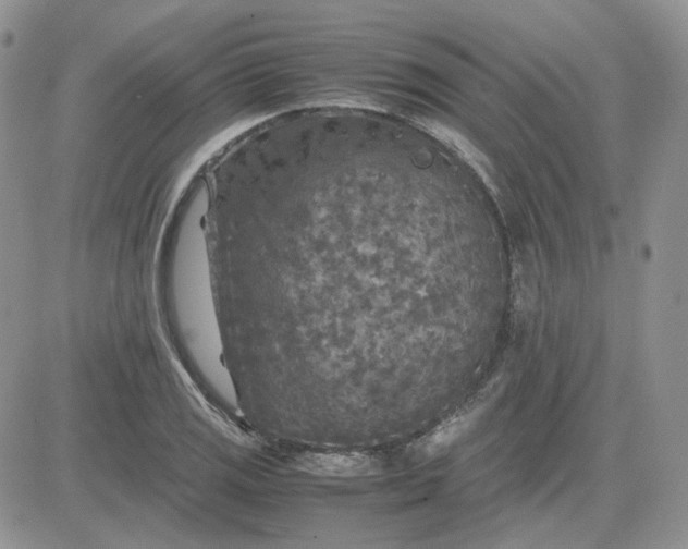 X0000081451125200701261906