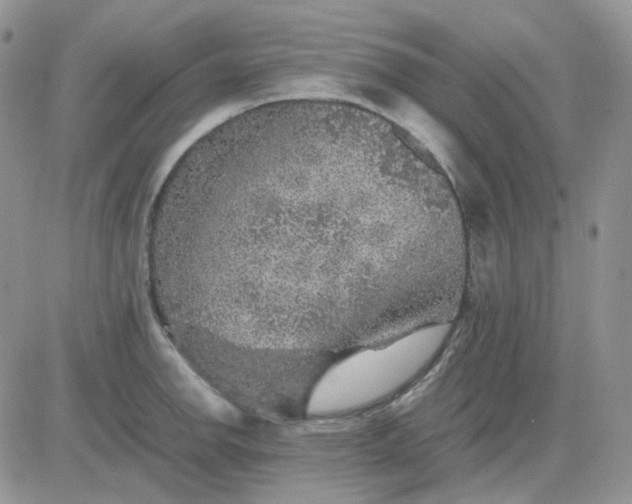 X0000081451142200701261906