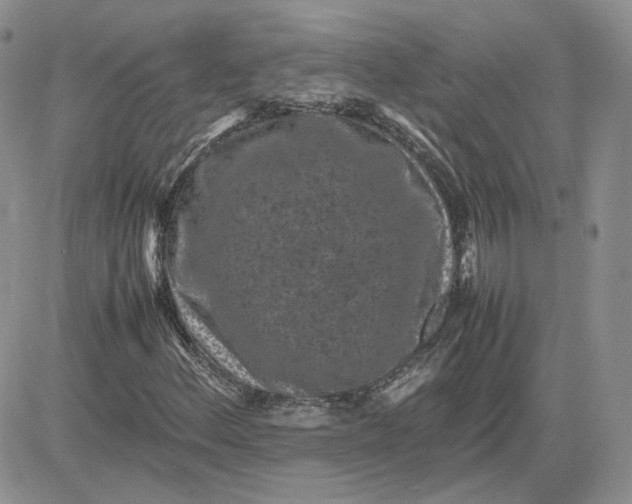 X0000081451156200701261905