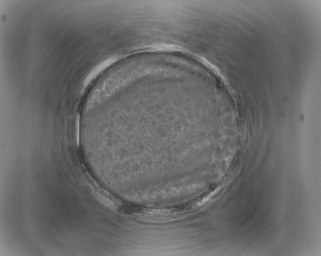 X0000081451171200701261905