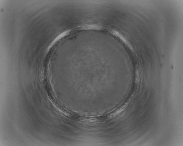 X0000081451213200701261904