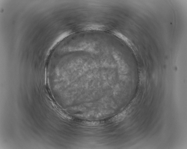 X0000081451219200701261904