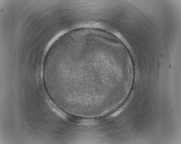 X0000081451232200701261904