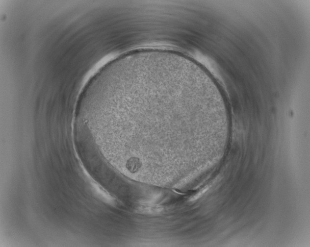 X0000081451237200701261904