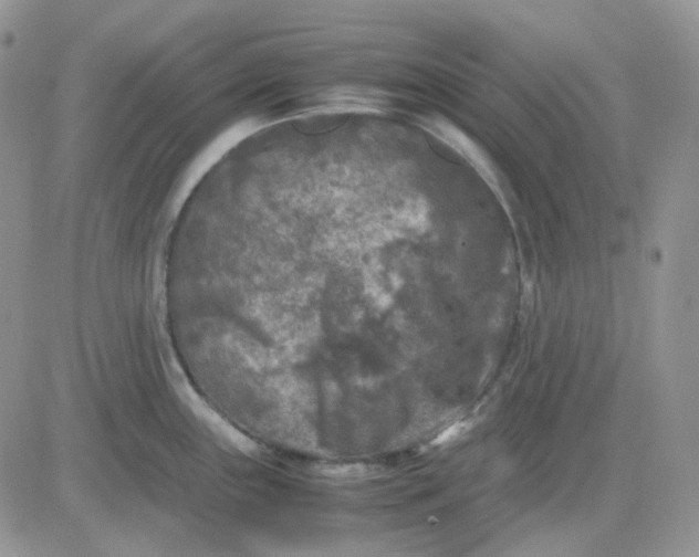 X0000081451243200701261905