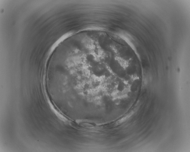 X0000081451245200701261905