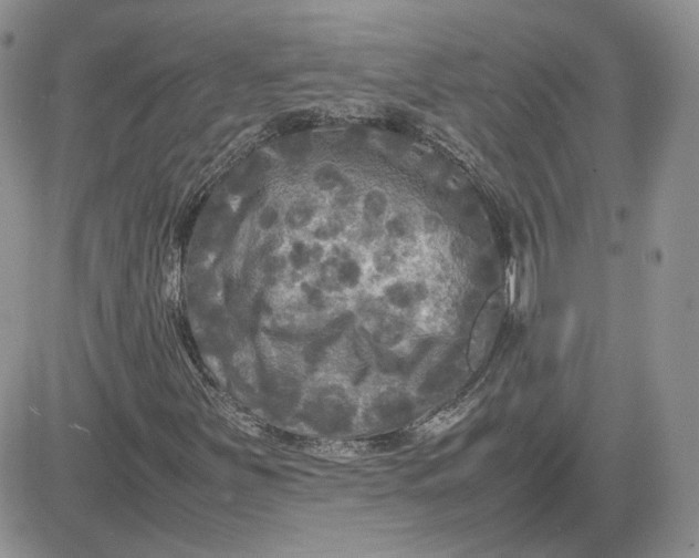 X0000081451251200701261904