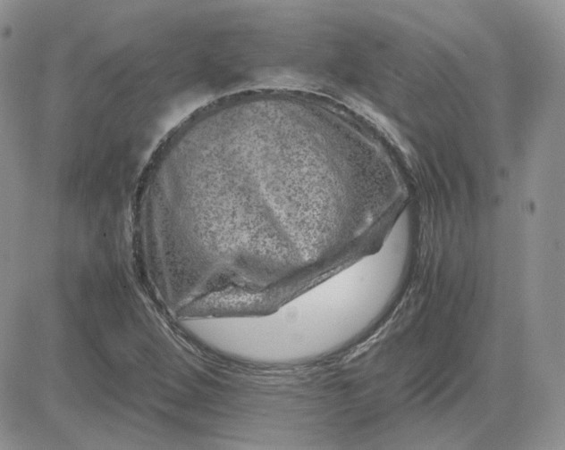 X0000081451264200701261904