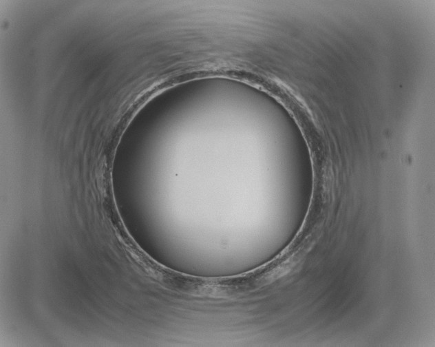 X0000081451265200701261904