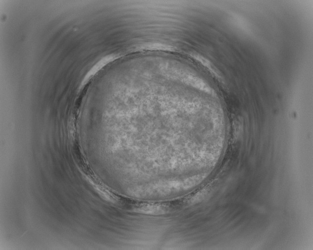 X0000081451266200701261904