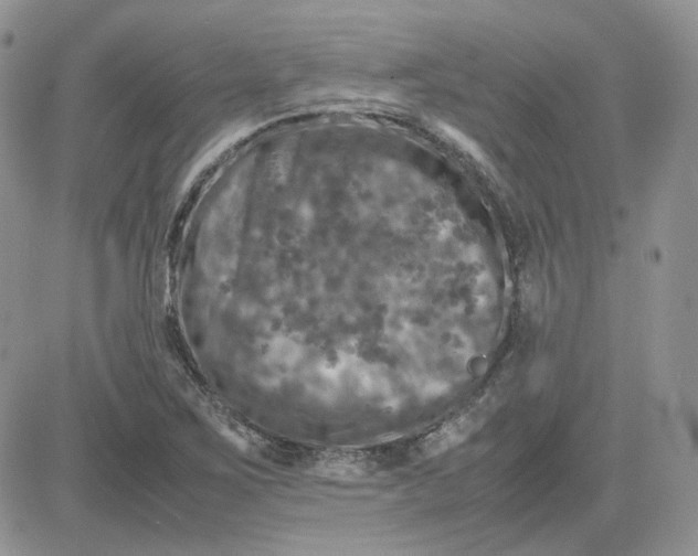 X0000081451267200701261904