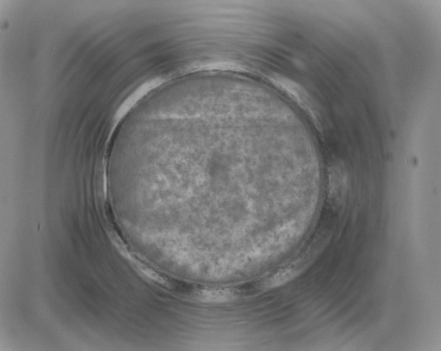 X0000081451274200701261903